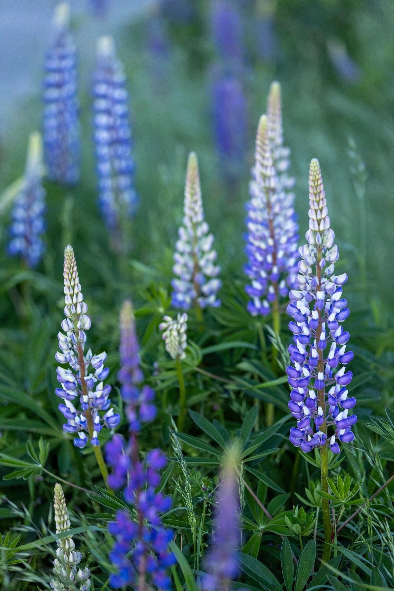 Lupines in Garry Point Park: A Photographic Journey