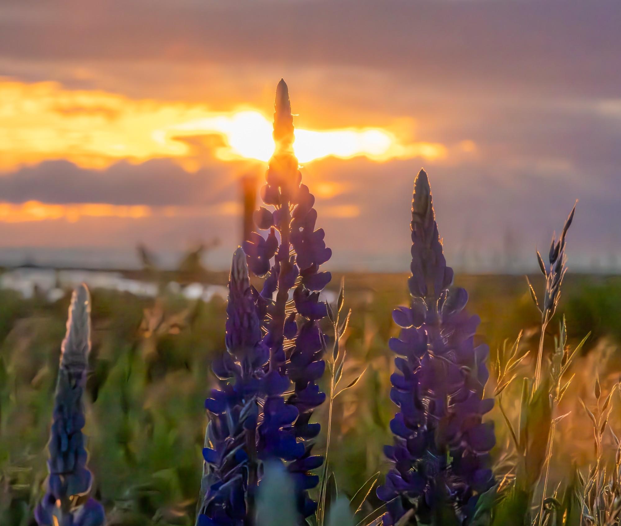 Lupines in Garry Point Park: A Photographic Journey